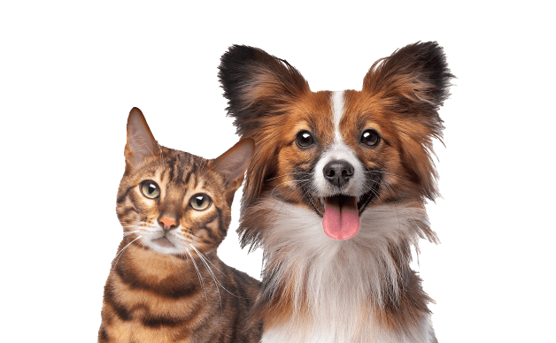 Pets Are Life - To be the premier destination for pet owners seeking comprehensive, engaging, and trustworthy information on all aspects of pet care and wellbeing.