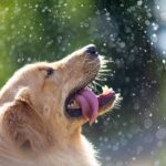 Pets Are Life - How to Bathe Your Dog Without Stressing Them Out