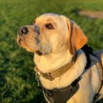 Pets Are Life - How to Choose the Right Dog Collar for Your Pet