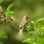 Pets Are Life - The Secret Life of Birds: What Do They Do When We’re Not Watching?