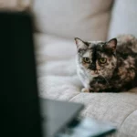 Pets Are Life - How to Make Your Home More Cat-Friendly