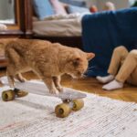 Pets Are Life - The Best Cat Toys for Indoor Cats