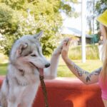 Pets Are Life - How to Train Your Dog to Do Tricks