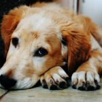 Pets Are Life - At-Home Remedies: Dog Vomiting Treatments You Can Try