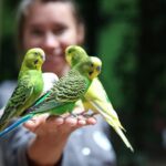 Pets Are Life - Caring for Your Bird’s Beak: A Comprehensive Grooming Approach