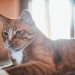 Pets Are Life - DIY Cat Grooming: Mastering the Basics at Home