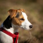 Pets Are Life - The Best Dog Harnesses for Small Breeds