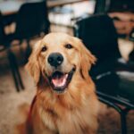 Pets Are Life - Spreading Joy: The Ins and Outs of Therapy Dog Certification