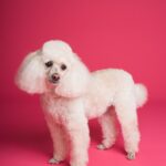 Pets Are Life - Hypoallergenic Happiness: Small Non-Shedding Dogs for Your Home