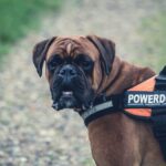 Pets Are Life - Pawsitively Empowering: How to Register Your Dog as a Service Dog