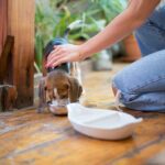 Pets Are Life - Picky Pooch? Remedies for a Dog Not Eating