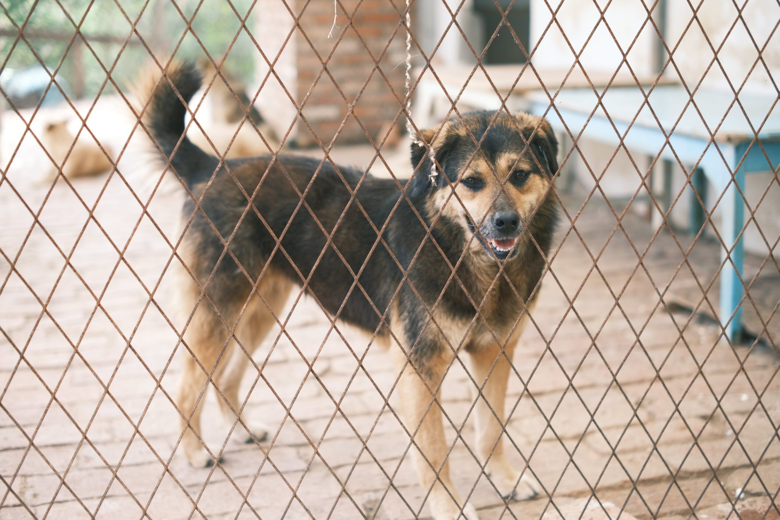 Pets Are Life - No-Cost Nuzzles: Small Dogs Near Me Ready for a New Beginning