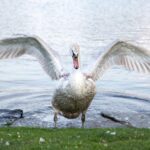 Pets Are Life - The Art of Bathing: Keeping Your Bird Clean and Happy