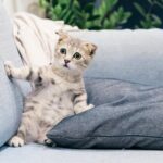 Pets Are Life - Common Cat Grooming Mistakes and How to Avoid Them