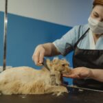 Pets Are Life - A Comprehensive Guide to Cat Grooming: Tips and Techniques