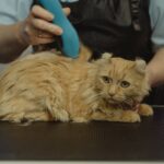 Pets Are Life - The Importance of Regular Cat Grooming for a Healthy Feline Friend