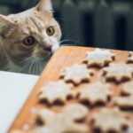 Pets Are Life - Crafting Homemade Treats for Your Ever-Hungry Cats