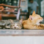 Pets Are Life - Purr-fect Companions: Hypoallergenic Cat Breeds for a Sneeze-Free Cuddle