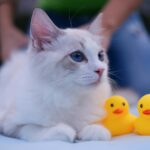 Pets Are Life - Litter-ary Prowess: A Cat’s Guide to Perfect Toilet Habits