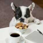 Pets Are Life - The Ideal General Diet Plan for Your Dog