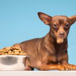 Pets Are Life - Paws and Provisions: DIY Doggy Delights for Your Canine Pal