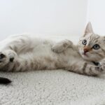 Pets Are Life - Purr-fect Fitness: Crafting a Feline-Friendly Exercise Regimen