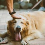 Pets Are Life - Shedding Stress: Taming the Fur Storm in Your Canine Companion