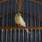 Pets Are Life - Feathered Foundations: Bird Breeds Ideal for New Avian Admirers