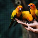 Pets Are Life - Melodic Wings: Top Bird Breeds Perfect for Apartment Harmony