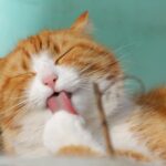 Pets Are Life - Feline Fortitude: Unveiling the Secrets of Effective Flea and Tick Prevention for Your Cat!