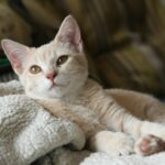 Pets Are Life - Purr-fectly Clean: A Pet Owner’s Guide to Keeping a Tidy Home with Cats