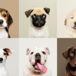 Pets Are Life - Barking Buddies: Finding the Right Breed Group for New Dog Owners