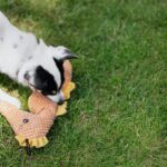 Pets Are Life - Tail-Wagging Delights: Dog Toy Essentials for Happy Pups