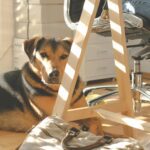 Pets Are Life - Apartment Pooches: Top Dog Breeds Tailored for Urban Living!