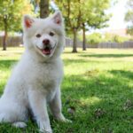 Pets Are Life - Canine Coiffure: Steering Clear of Dog Grooming Pitfalls