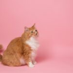 Pets Are Life - Trimming the Fluff: A Guide to Feline Weight Loss