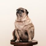 Pets Are Life - Trim Tails, Fit Paws: A Guide to Canine Weight Loss Success!