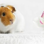 Pets Are Life - Spotless Cages, Happy Piggies: A Guide to Keeping a Clean Home with Guinea Pigs