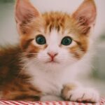 Pets Are Life - Feline Finery: A Guide to Dodging Common Cat Grooming Blunders