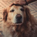 Pets Are Life - Golden Years and Wagging Tails: A Guide to Nurturing Your Senior Dog