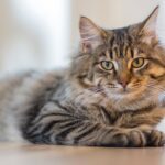 Pets Are Life - Cat Lover’s Delight: Unraveling the Top 15 Cat Breeds Tailored for First-Time Owners!