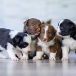 Pets Are Life - The Cutest Dog Breeds for Families: Meet the Puppies Perfect for Your Household