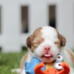 Pets Are Life - Tips for New Puppy Parents: Essential Advice for Raising a Happy and Healthy Pup