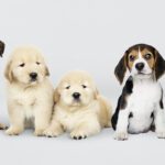 Pets Are Life - Test Your Dog Breed IQ