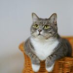 Pets Are Life - Cats! How Do They Work?